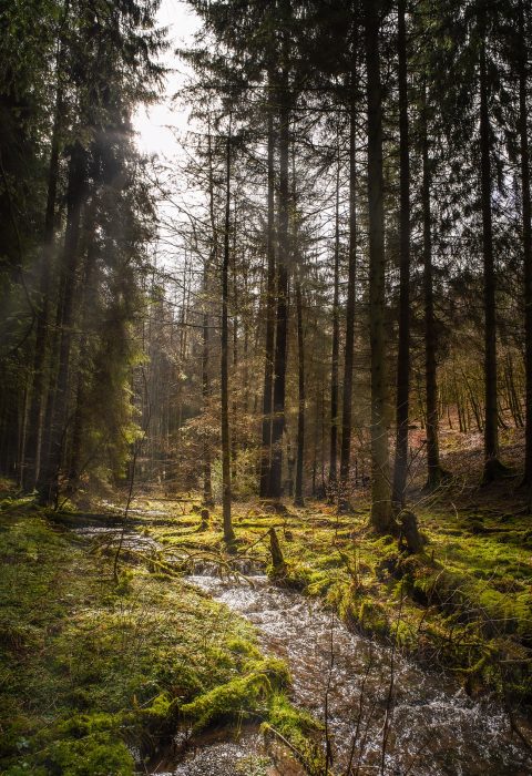 forest-4918605_1920